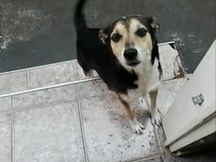 Cachorro ra a Vira lata idade 6 ou mais anos nome Tica