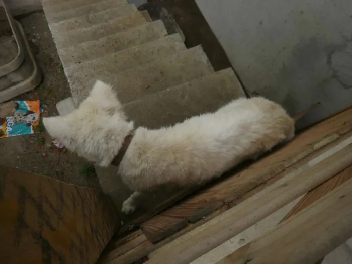 Cachorro raça Husky Siberiano com Labrador idade 7 a 11 meses nome Marley