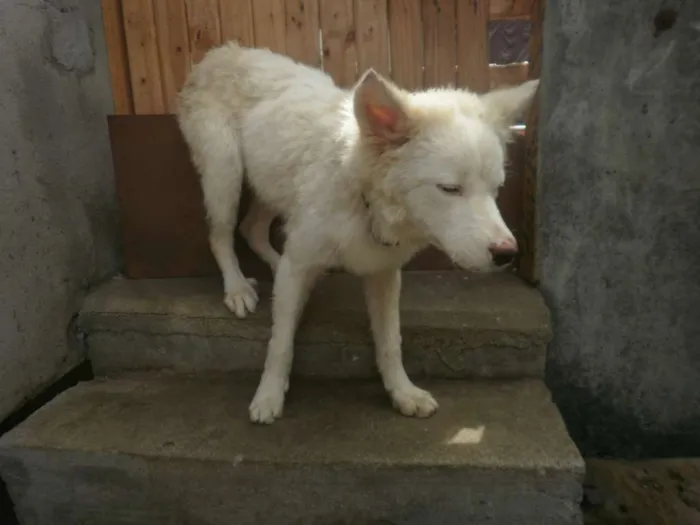 Cachorro raça Husky Siberiano com Labrador idade 7 a 11 meses nome Marley