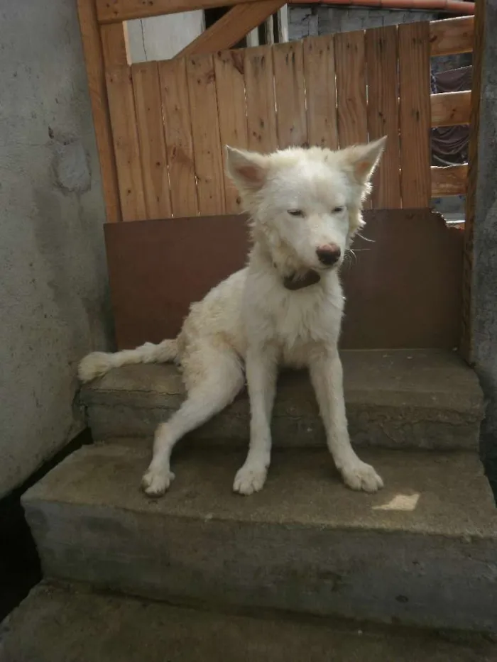 Cachorro raça Husky Siberiano com Labrador idade 7 a 11 meses nome Marley