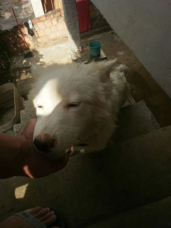 Cachorro raça Husky Siberiano com Labrador idade 7 a 11 meses nome Marley