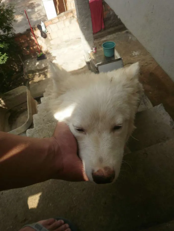 Cachorro raça Husky Siberiano com Labrador idade 7 a 11 meses nome Marley