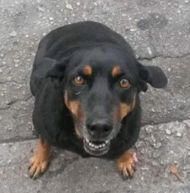 Cachorro raça SRD idade  nome sem nome