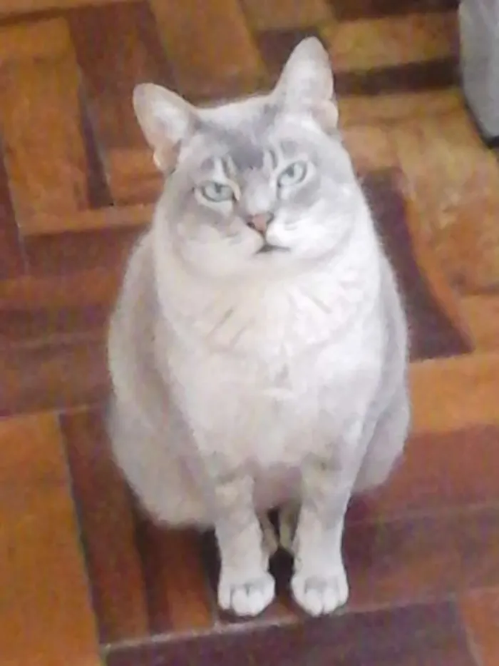 Gato ra a SRD idade 3 anos nome Lolita