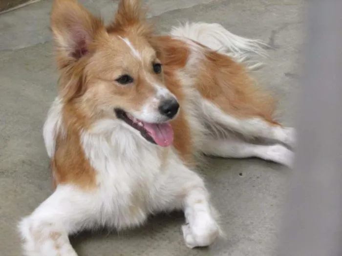 Cachorro ra a SRD idade 2 anos nome Ricardinho