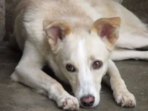 Cachorro raça SRD idade 3 anos nome Rebeca