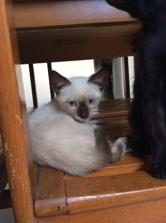 Gato ra a Não Definida idade 2 a 6 meses nome Dora, Leah e Luke