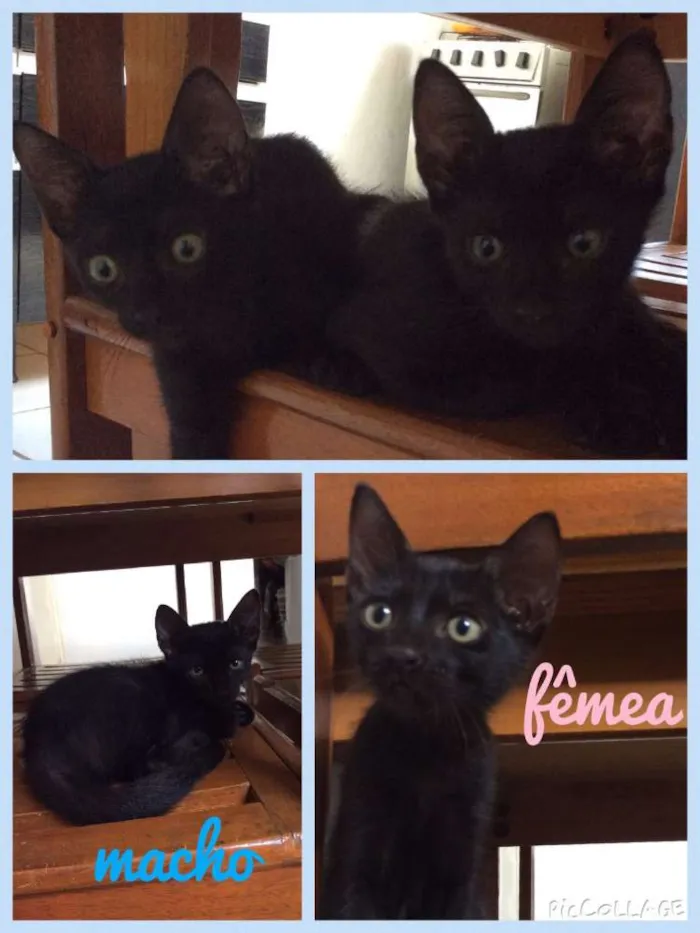 Gato ra a Não Definida idade 2 a 6 meses nome Dora, Leah e Luke