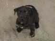 Cacá