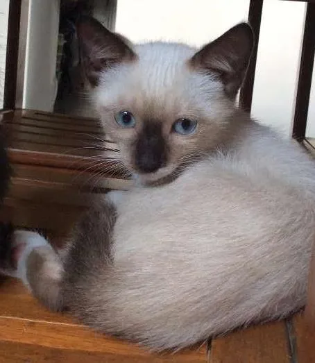 Gato ra a Não Definida idade 2 a 6 meses nome Dora, Leah e Luke