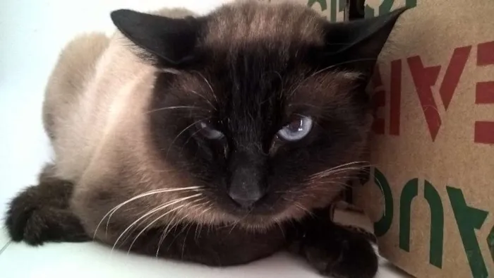 Gato ra a srd e siames idade 2 anos nome pepe e lord