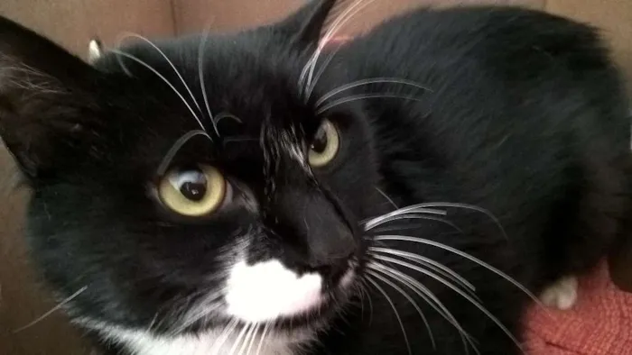 Gato ra a srd e siames idade 2 anos nome pepe e lord
