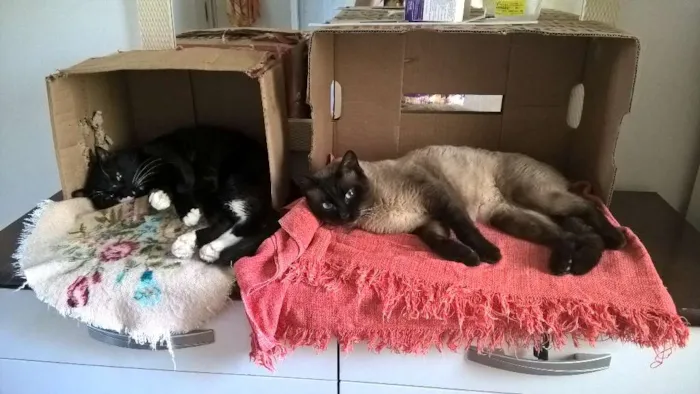 Gato ra a srd e siames idade 2 anos nome pepe e lord