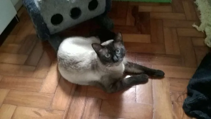 Gato ra a srd e siames idade 2 anos nome pepe e lord