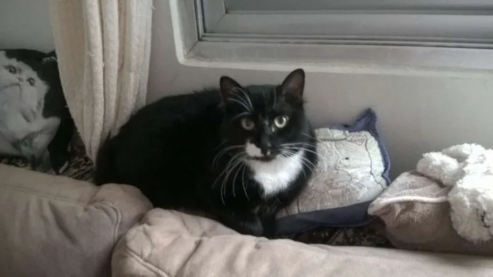 Gato ra a srd e siames idade 2 anos nome pepe e lord