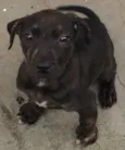 Cacá