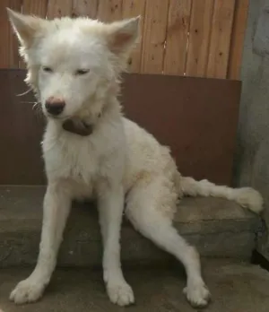 Cachorro raça Husky Siberiano com Labrador idade 7 a 11 meses nome Marley