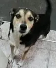 Tica