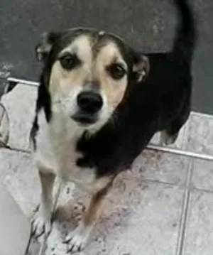 Cachorro raça Vira lata idade 6 ou mais anos nome Tica