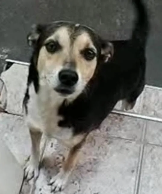 Cachorro ra a Vira lata idade 6 ou mais anos nome Tica