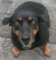 Cachorro raça SRD idade  nome sem nome