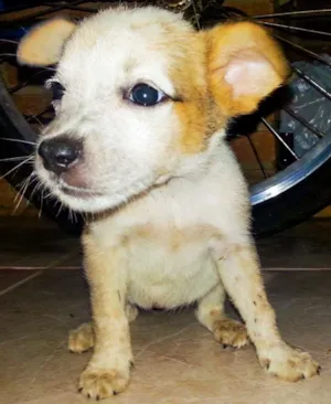 Cachorro raça indefinida idade Abaixo de 2 meses nome totó