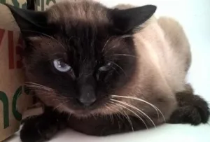 Gato raça srd e siames idade 2 anos nome pepe e lord