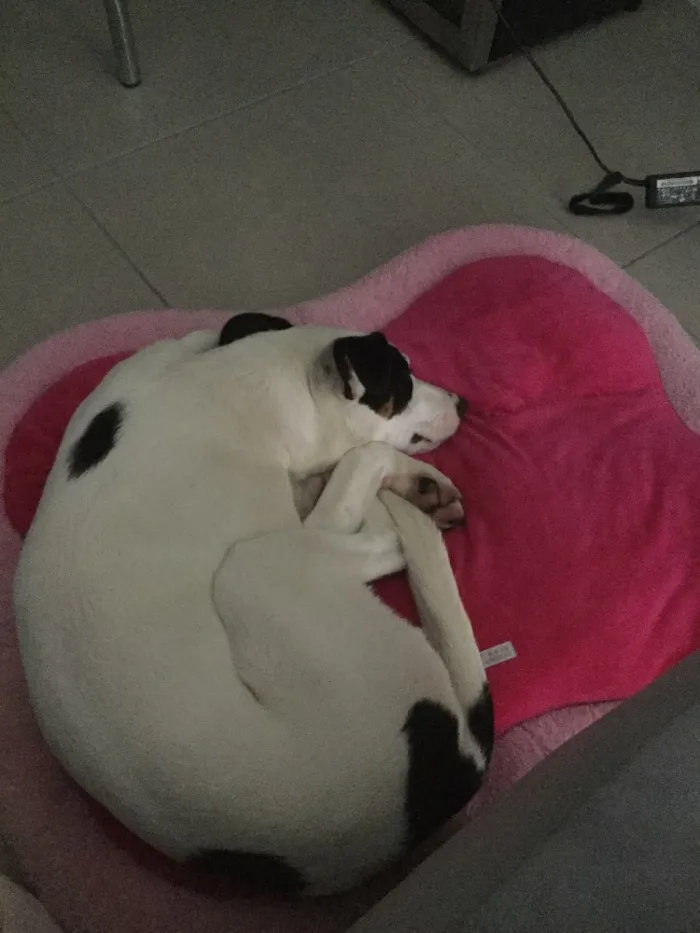 Cachorro ra a SRD idade 1 ano nome Selena