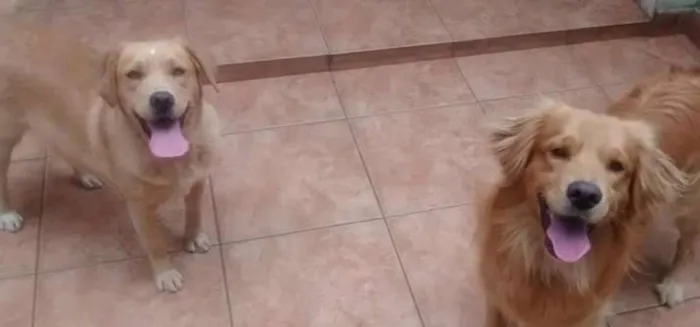 Cachorro ra a Labrador com golden idade 2 anos nome Mel e bethoveen