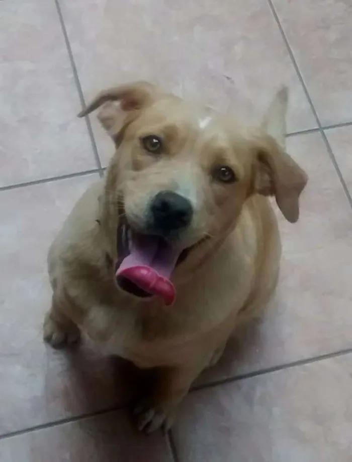 Cachorro ra a Labrador com golden idade 2 anos nome Mel e bethoveen