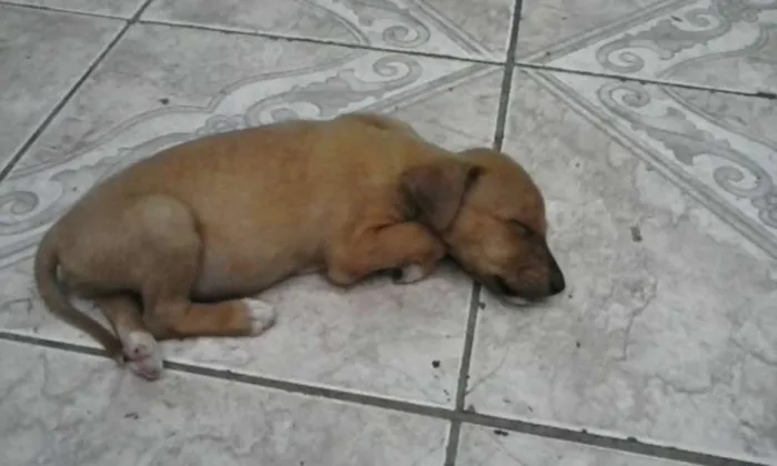 Cachorro ra a SRD idade Abaixo de 2 meses nome Sem Nome