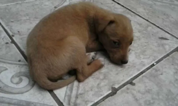 Cachorro ra a SRD idade Abaixo de 2 meses nome Sem Nome