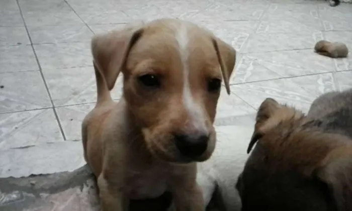Cachorro ra a SRD idade Abaixo de 2 meses nome Sem Nome