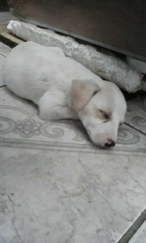Cachorro ra a SRD idade Abaixo de 2 meses nome Sem Nome