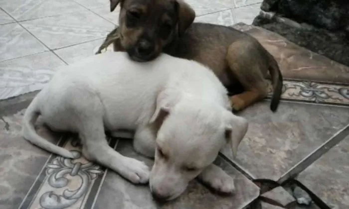 Cachorro ra a SRD idade Abaixo de 2 meses nome Sem Nome