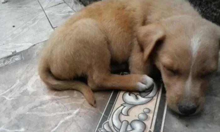 Cachorro ra a SRD idade Abaixo de 2 meses nome Sem Nome