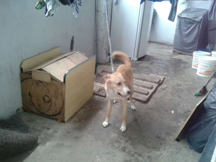Cachorro ra a vira lata idade 1 ano nome jeck
