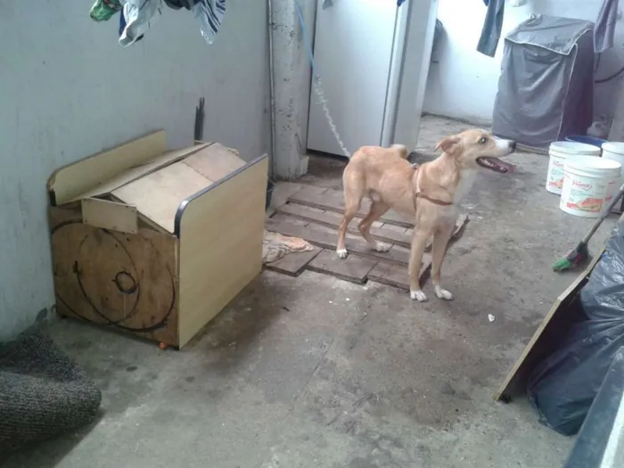 Cachorro ra a vira lata idade 1 ano nome jeck