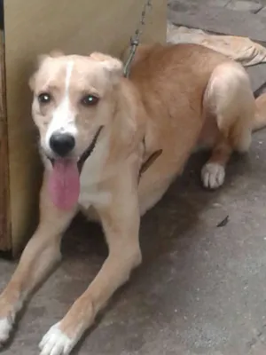 Cachorro raça vira lata idade 1 ano nome jeck