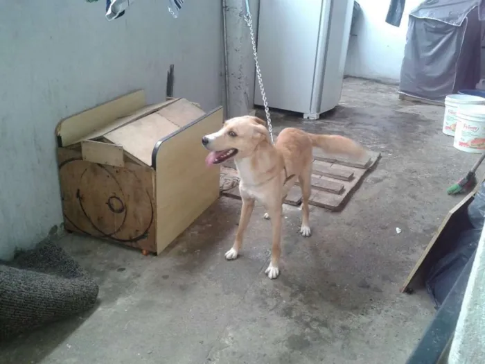 Cachorro ra a vira lata idade 1 ano nome jeck