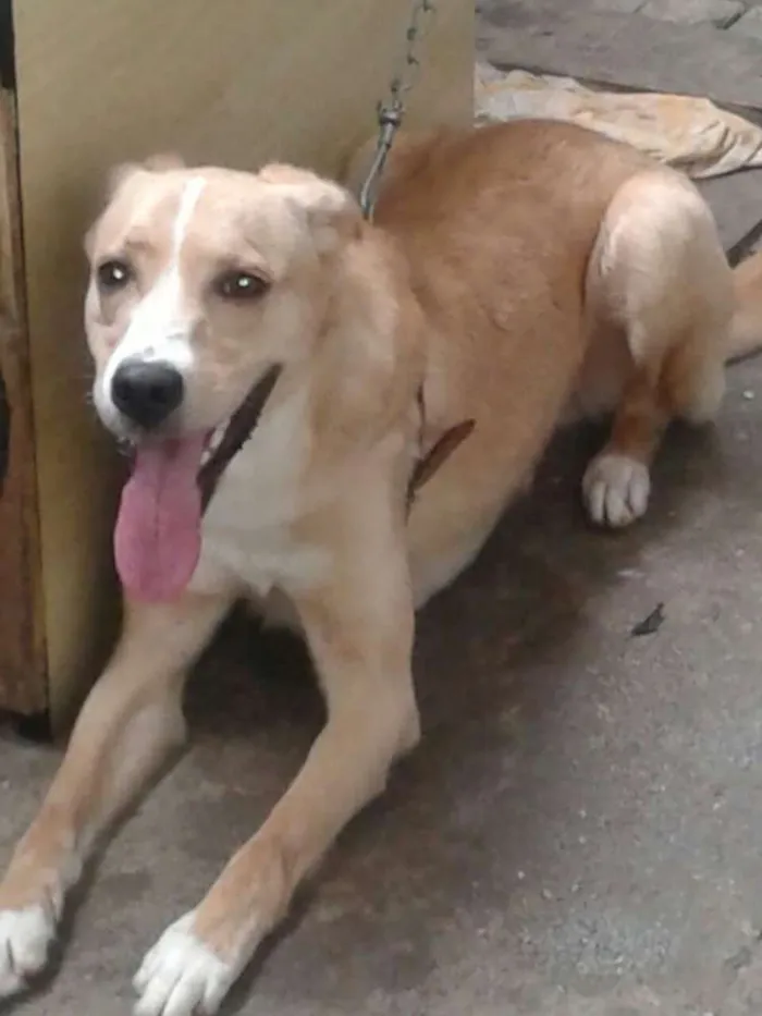 Cachorro ra a vira lata idade 1 ano nome jeck