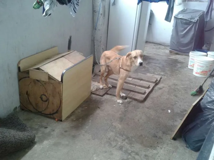 Cachorro ra a vira lata idade 1 ano nome jeck