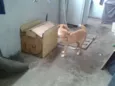 jeck