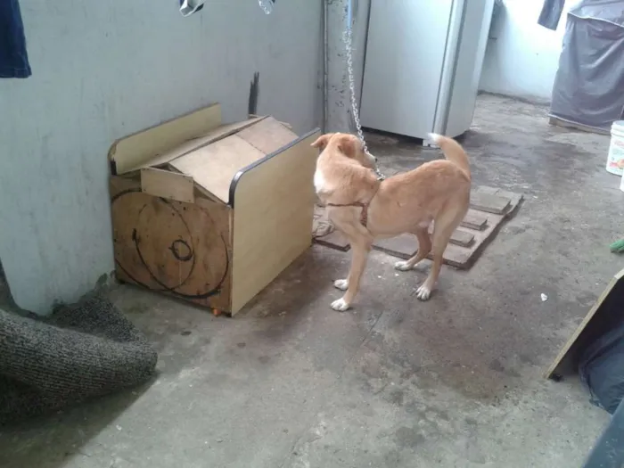 Cachorro ra a vira lata idade 1 ano nome jeck