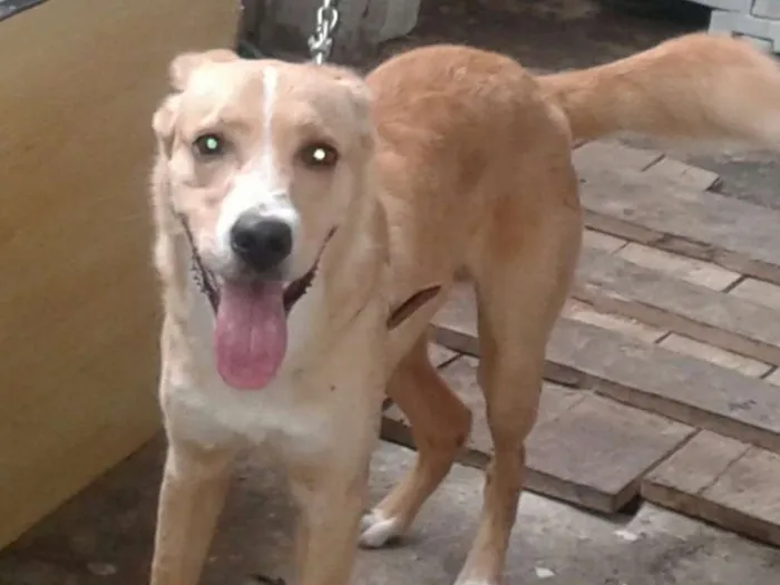 Cachorro ra a vira lata idade 1 ano nome jeck