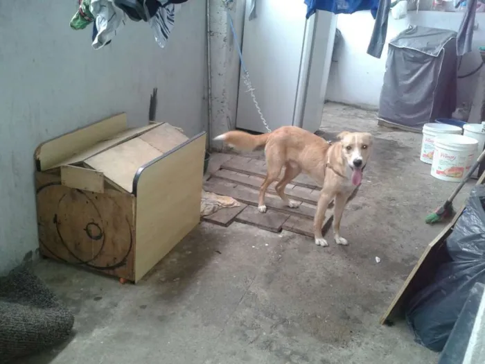 Cachorro ra a vira lata idade 1 ano nome jeck