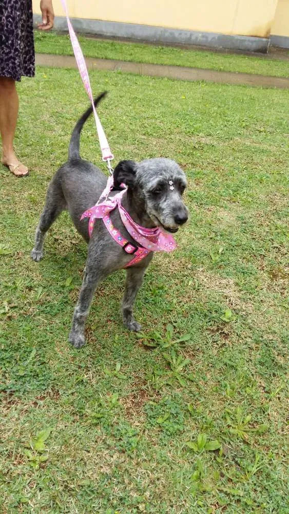 Cachorro ra a SRD idade 6 ou mais anos nome Lilica