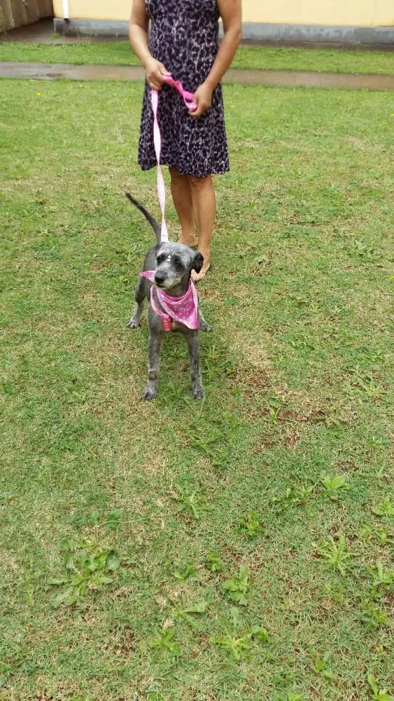 Cachorro ra a SRD idade 6 ou mais anos nome Lilica