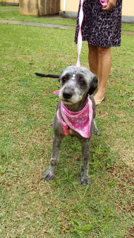 Cachorro ra a SRD idade 6 ou mais anos nome Lilica