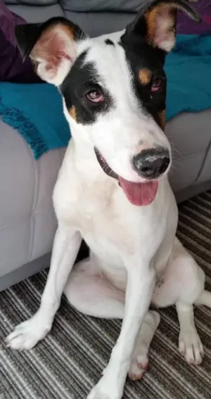 Cachorro raça SRD idade 1 ano nome Selena